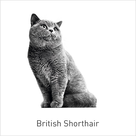 Royal Canin Razas- Especial British Shorhair.  Alimento adaptado que tonifica su musculatura y articulaciones y fomenta el buen funcionamiento del corazón.