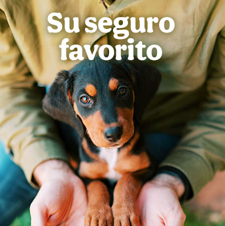 Seguros, responsabilidad civil y cobertura veterinaria.