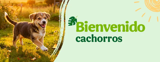 Bienvenidos cachorritos