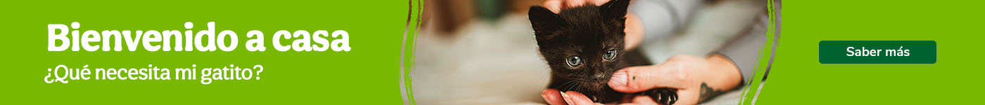 Todo lo que necesitas para tu gatito