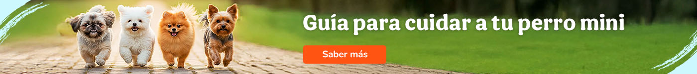 Cuidados y necesidades para perro mini o toy
