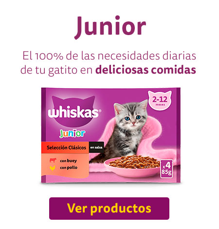 Productos para gatito