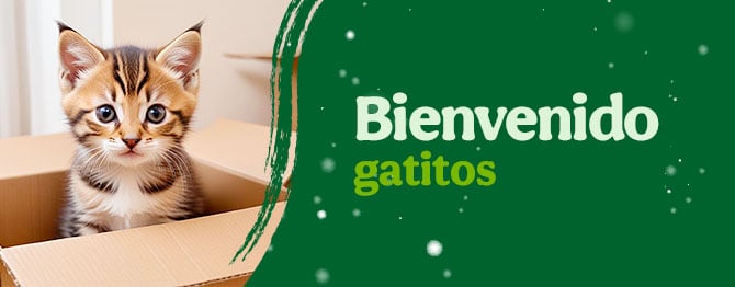 Bienvenidos gatitos
