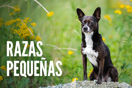 Recetas para perros de tamaño pequeño.