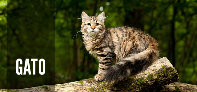 Orijen Gato. Encuentra su receta ideal.