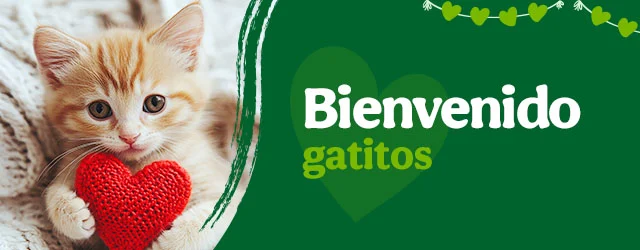 Bienvenidos gatitos
