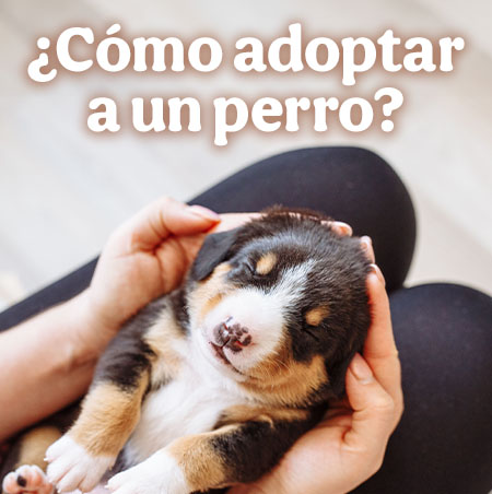 ¿Cómo adoptar a un perro?