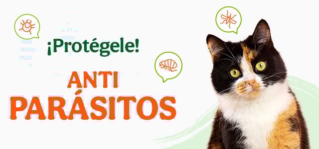 ¡No mas bichitos! antiparasitarios para proteger a tu gato