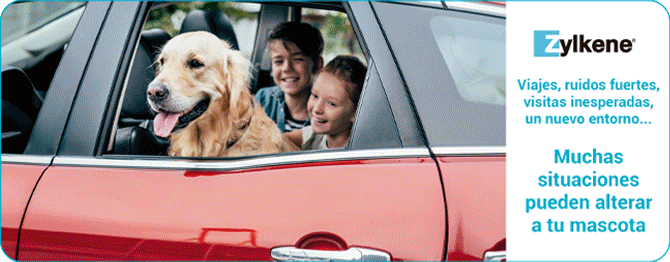 Zylkene para perros y gatos: suplemento natural para ayudar en situaciones de estrés o cambios de rutina.