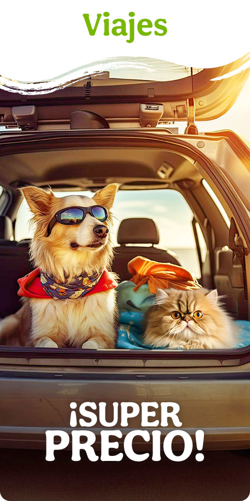 Descubre todas las ofertas en camas