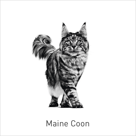 comprar alimento para gatos de la raza Maine Coon