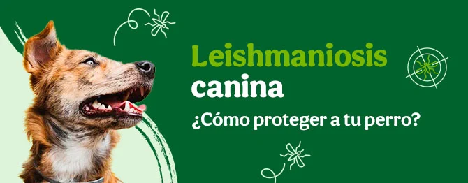 Te contamos cómo protegerle frente a la leishmaniosis