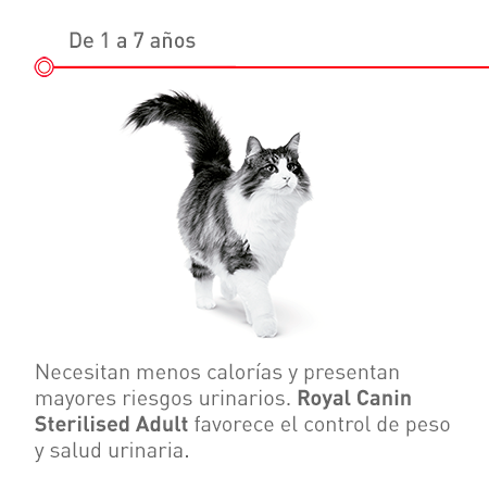 Gato adulto esterilizado: de 1 a 7 años