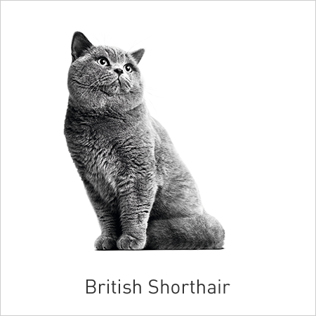 Comprar alimento para gatos de la raza Britisth Shorthair