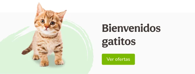 Bienvenido Kitty