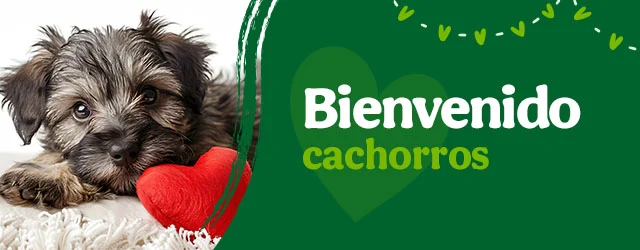 Bienvenidos cachorritos
