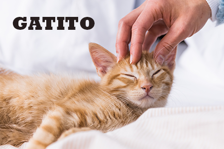 Acana. Toda la aliementación natural para gatitos