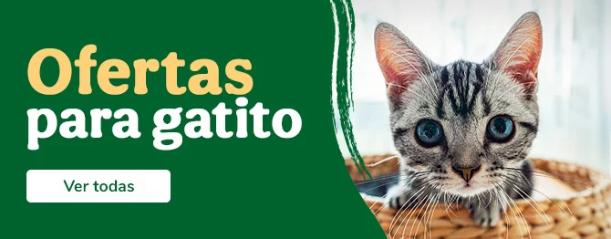 Ofertas para gatitos