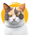 Categoria gatos