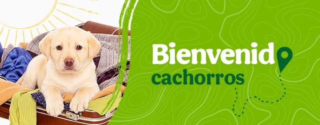 Bienvenidos cachorritos