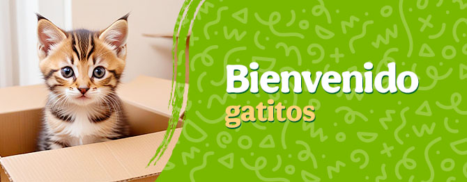 Bienvenidos gatitos