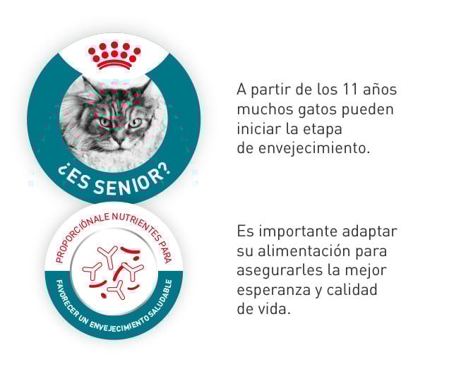 Royal Canin Senior. Es importante adaptar la alimentación de tu gato a partir de los 11 años, al iniciar la etapa de envejecimiento, mejorando así la esperanza y calidad de vida.