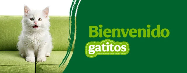 Bienvenidos gatitos