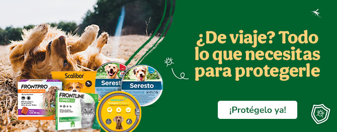 ¿De viaje? Todo lo que necesitas para protegerle
