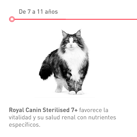 Gato Senior esterilizado: de 7 a 11 años