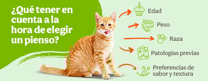 ¿Qué tener en cuenta a la hora de elegir un pienso para tu gato?