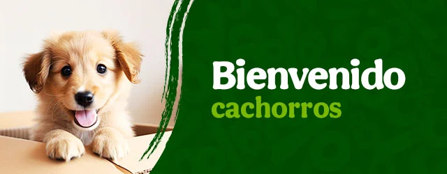 Bienvenidos perritos