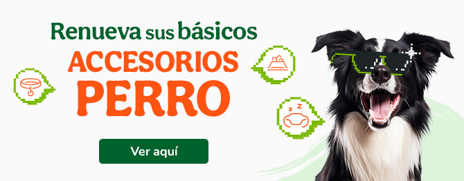 Los mejores accesorios para perro.