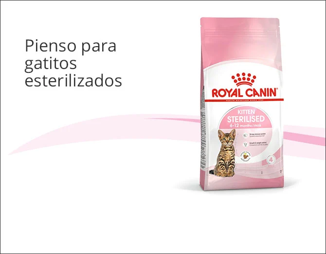 Royal Canin pienso gatito esterilizado