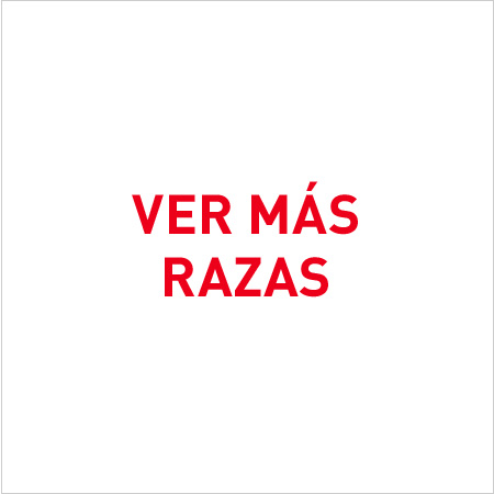 Royal Canin Razas. Nutrición especializada para las diferentes razas de gato.