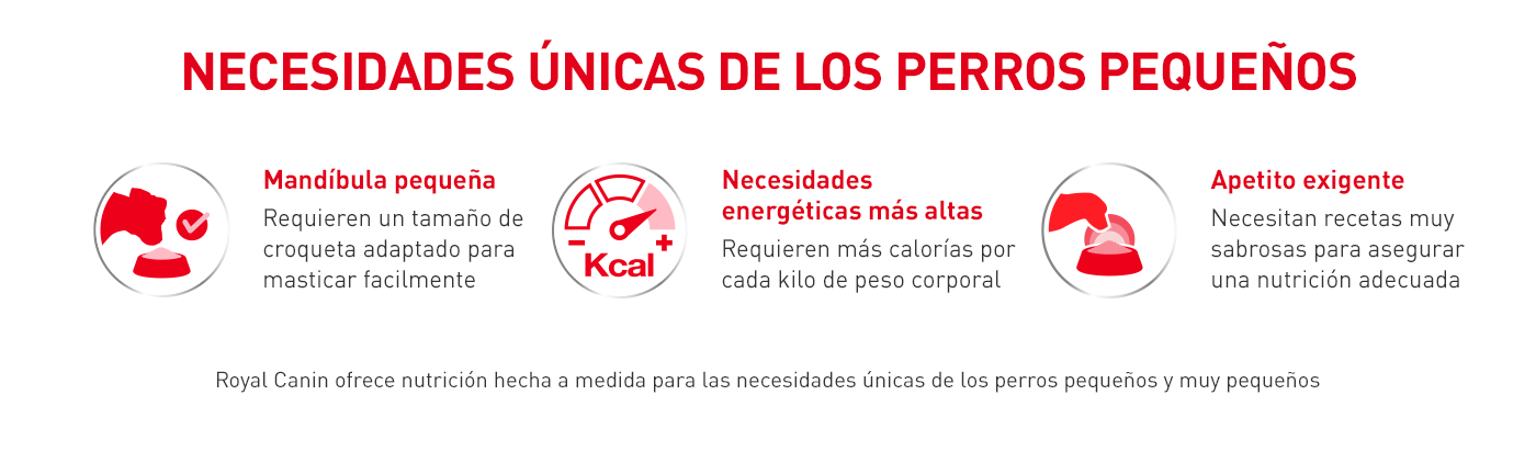 Necesidades únicas de los perros pequeños: mandíbula pequeña, apetito exigente, necesidades energéticas más altas