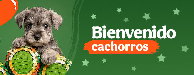Bienvenidos cachorritos