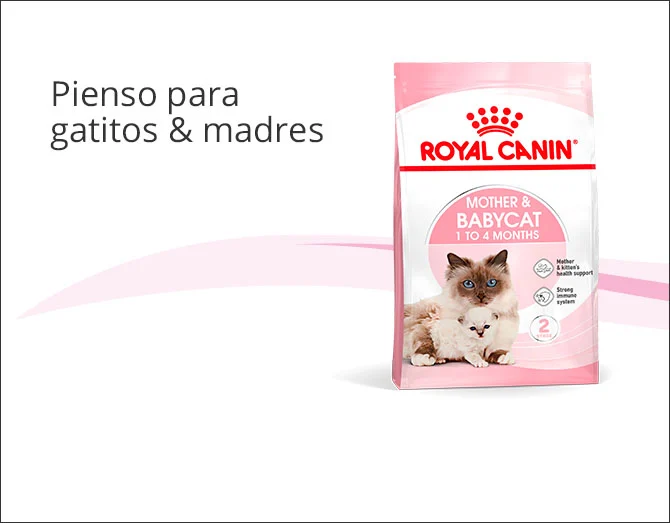 Pienso para gatitos y madres