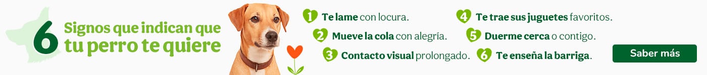 Atento a las señales y descubre cuánto te quiere tu perro