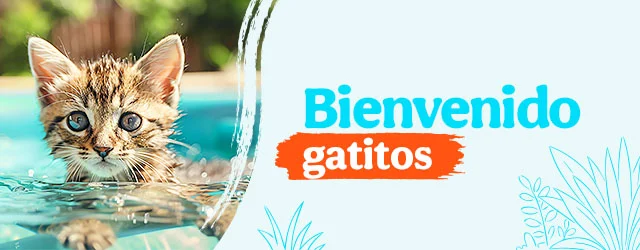 Bienvenidos gatitos