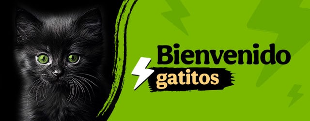 Bienvenidos gatitos