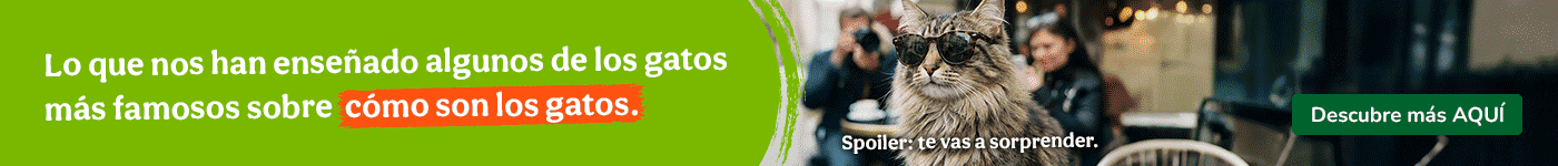Mitos sobre los gatos.