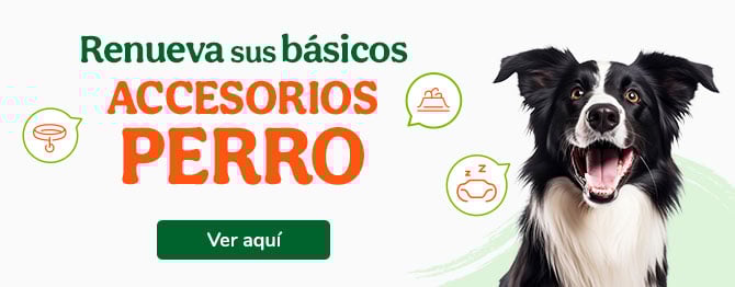 Los mejores accesorios para perro.