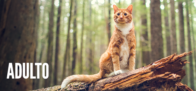 Recetas para gato en etapa adulta.