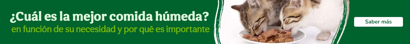 ¿Cuál es la mejor comida húmeda?