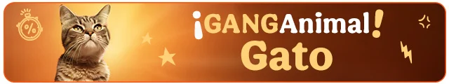 ¡Ganganimal! Los mejores accesorios para gato.