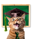 Categoria gatos