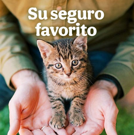 Seguros, responsabilidad civil y cobertura veterinaria.