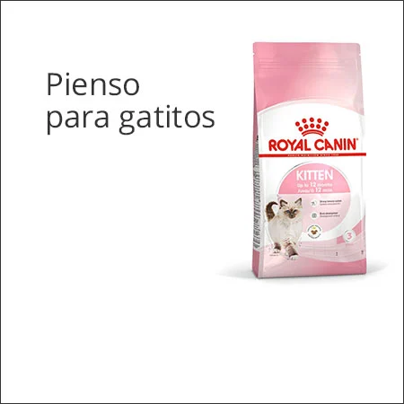 Pienso para gatitos
