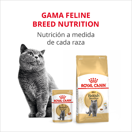 Gama Feline Breed Nutrition
