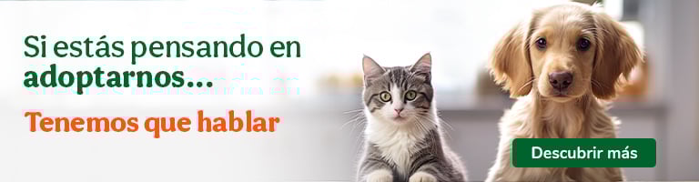 Sé casa de acogida y ayudas a animalitos sin hogar